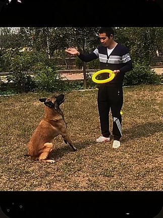 狗狗玩具球耐咬弹力训练球边牧金毛马犬中大型犬拉环飞盘宠物用品 #新手养宠 #宠物用品 #萌宠日记