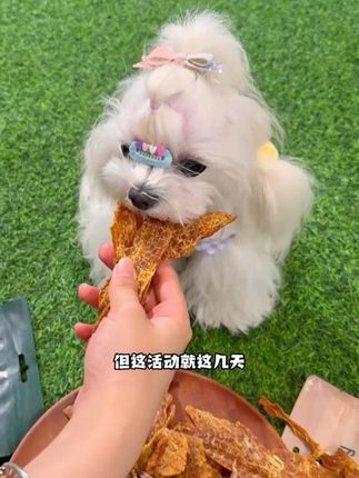出行不带一包会让毛孩子嫌弃吧!!#萌宠 #狗狗 #爵宴 #科学养宠攻略