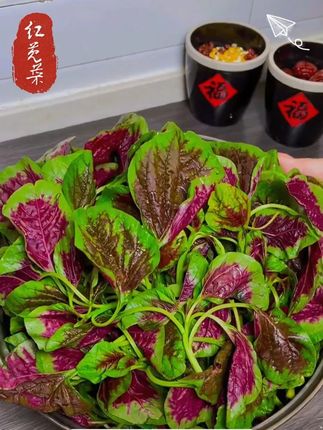 7-8月份又可以种红苋菜了, #苋菜 #蔬菜种子 #种植小技巧 #三农