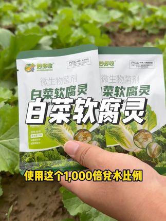 白菜软腐,根腐应该如何防治?#白菜#白菜种植#白菜软腐
