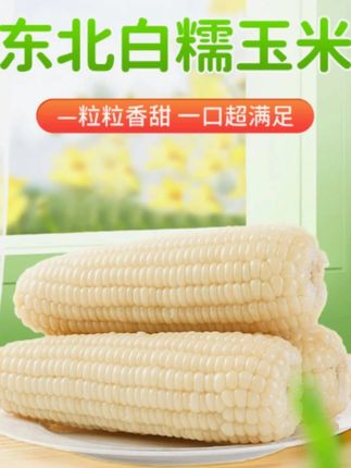 这玉米颗粒饱满,软软糯糯,成了我们家的主食#好吃到停不下来 #白糯玉米 #粗粮 #玉米 #早餐