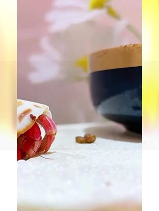 寄居蟹饲养箱小型豪华别墅寄居蟹相守蟹专用生态缸爬台养乌龟套装#寄居蟹饲养箱 #生态缸 #养乌龟 #小型套装 #宠物用品