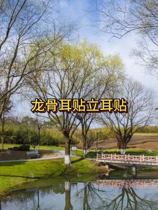 能撑,隐形,还不疼!19块9到手72贴,直接解决你半年的耳贴!#精灵耳贴 #耳贴 #精灵耳 #显脸小 #男士神仙单品 #在抖音入手的好东西