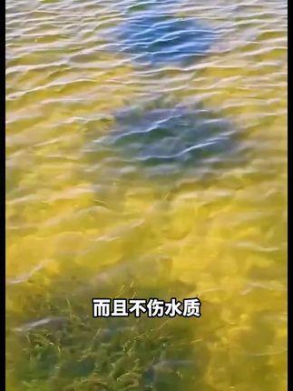 《苔净》青苔丝苔老苔油苔网苔虾蟹鱼池鱼塘青苔一扫光不伤虾蟹#螃蟹养殖 #大闸蟹养殖 #青苔 #青苔处理 #鱼虾蟹养殖
