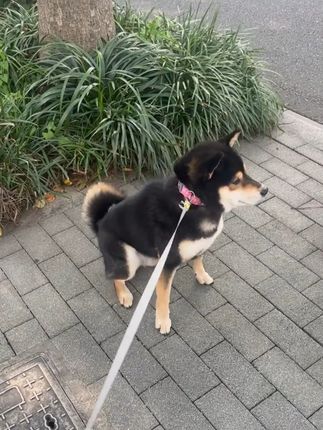 狗狗总喜欢钻草丛,稍不注意就染上虫? #萌宠好物 #狗狗 #日常遛狗 #新手养狗