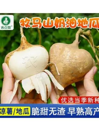 农点赞牧马山地瓜种子 早熟凉薯水果地瓜种籽高产阳台盆栽蔬菜#上热门话题🔥🔥🔥