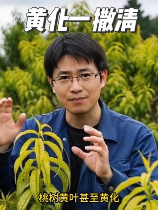 #黄化果树 #果树管理 #果树种植技术 果树黄化教你一招 #柑橘种植 #桃树管理