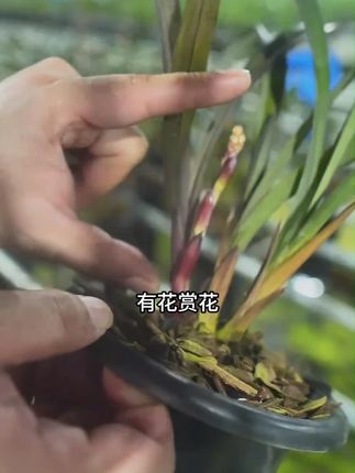 有花赏花,无花赏叶艺的兰花 #养花小知识 #兰花 #兰花种植 #兰花种植基地 #兰花欣赏