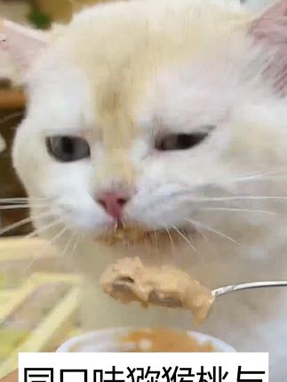 【餐盒尝鲜】格吾安首款四季系列全价猫用四种口味主食餐盒非零食 #新手养猫# 养猫好物 #金渐层