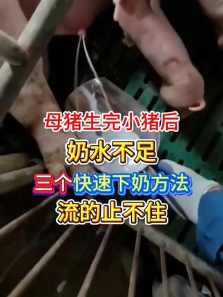 #母猪养殖技术 #母猪养殖 #所有养猪人