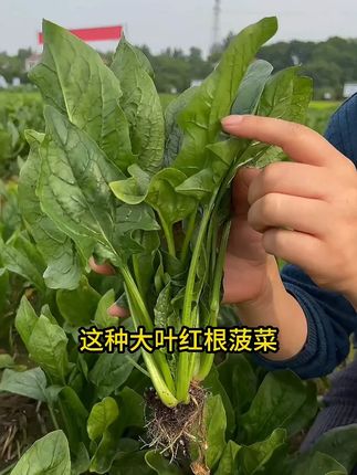 大叶红根#菠菜生长速度快 即耐高温 又抗严寒 口感非常好 种植简单好管理#在家种菜#我的小菜园