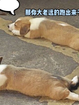 猫后生配音秀