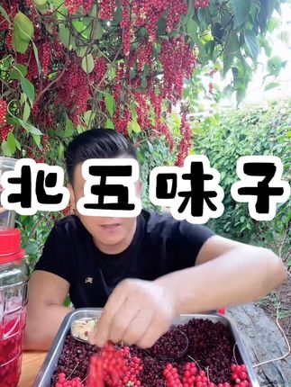长白山北五味子干货东北五味子油性大 #好物分享 #北五味子 #好吃不贵经济实惠 #热点宝 #三伏天养生指南