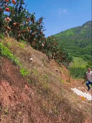又到了吃石榴的季节了,各个都是又大又饱满。咬一口果粒在嘴巴吃爆汁。#石榴 #软籽石榴 #突尼斯软籽石榴