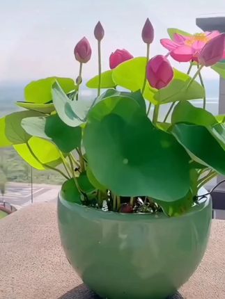 【水培碗莲】碗莲种四季开花水培水养绿植睡莲荷花无土盆栽花卉种 【水培碗莲】碗莲种四季开花水培水养绿植睡莲荷花无土盆栽花卉种植#碗莲 #好运莲莲荷花分享给你 #又是一年荷花盛开的季节 #生活的美无处不在 #出淤泥而不染
