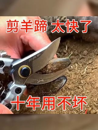 羊修蹄剪刀修蹄剪羊蹄剪牛修蹄钳猪蹄修整蹄裂蹄腐蹄龟裂口蹄疫剪 #养殖人加油 #农村养羊 #畜牧养殖