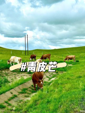 凯特芒果大丰收,便宜给你发一箱…#凯特芒果 #攀枝花芒果 #现摘现发 #新鲜应季水果