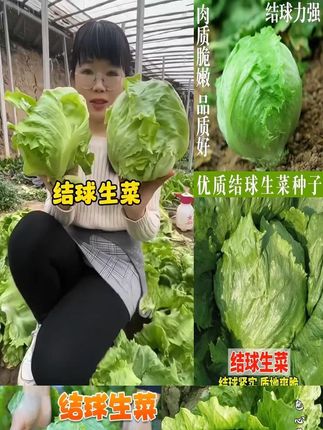 【今年新种】结球生菜种子甜脆汉堡生菜种子脆嫩爽口可生吃生菜种子 #生菜种子 #甜脆汉堡生菜 #可生吃生菜