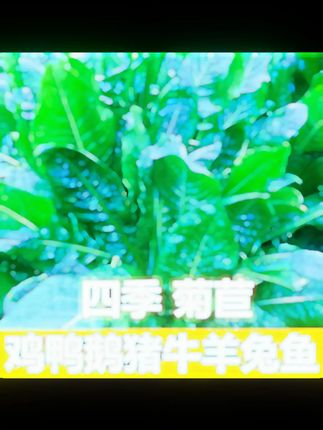【菊苣草种籽将军大叶菊】四季种植盆栽地栽阳台小院种植 #菊苣 #菊苣种子 #饲料