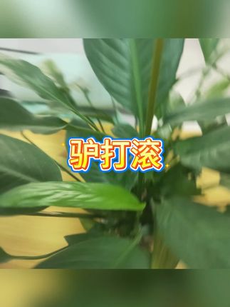 东北驴打滚豆面卷 #传统糕点 #零食推荐 #糯糍粑
