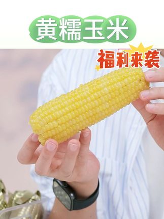 新疆直发黄糯玉米真空包装糯玉米黏糯玉米代餐粗粮早餐甜10根#糯玉米 #玉米 #黄糯玉米