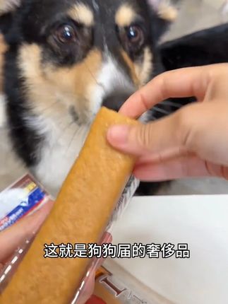 磨牙耐啃的金刚奶酪棒,一根就让狗子啃到怀疑狗生,不愧是磨牙届的奢侈品!#萌宠好物 #狗零食 #磨牙棒 #新手养狗