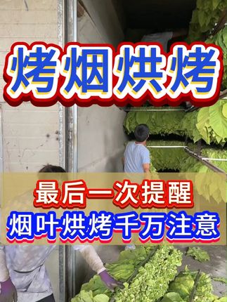 烤烟烘烤一定要注意 #烤烟 #烤烟种植 #烤烟种植技术与管理 #烤烟田间管理技术 #烤烟烘烤