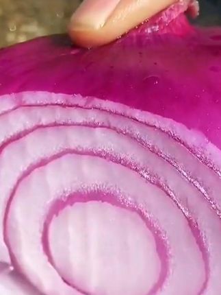 早熟紫宝,种地少踩坑 #洋葱 #紫皮洋葱种子