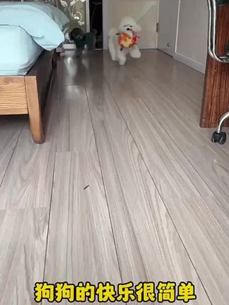 狗狗玩具球响铃球形互动训练捡回解乏户外便携啃咬图案可爱#狗狗玩具 #响铃玩具球 #宠物互动玩具 #户外狗狗玩具 #可爱玩具球