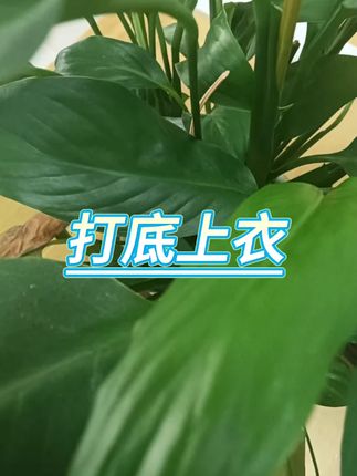 圆领蝴蝶收腰长袖上衣 #显瘦打底 #百搭休闲 #品牌设计 #舒适修身 #春季穿搭