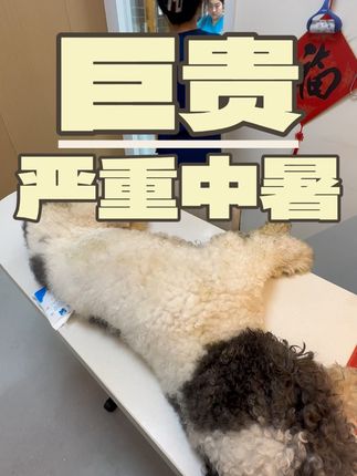 张政team宠物集诊