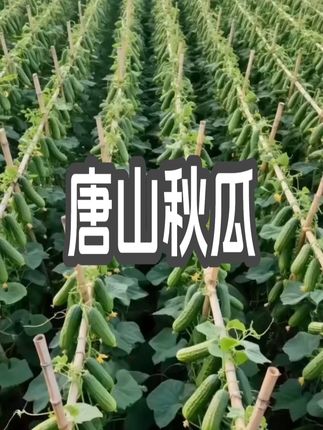 #黄瓜种植 #黄瓜种子 #三农种植