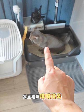 家里毛孩子经常闹肚子,噗噗还滂臭的~一定要试试科膳K35! #新手养猫#科膳#科膳猫粮#科膳小红盾#抖in萌宠计划