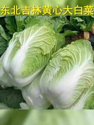 东北吉林黄心大白菜秋季新鲜采摘,口感清甜,营养丰富,是餐桌好食材。 #白菜 #东北黄心白菜 #秋季蔬菜 #强烈推荐 #超便宜超划算