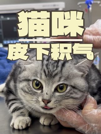 张政team宠物集诊