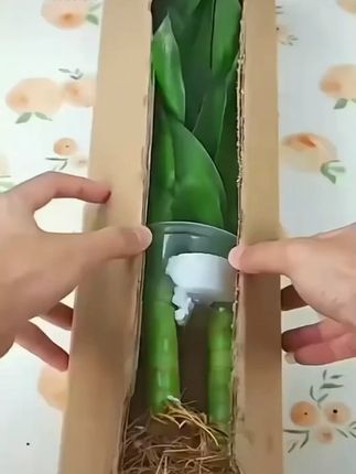 【买一送一】水培观音竹,放在室内,增添绿色真好看!#花卉绿植 #室内盆栽 #种植小技巧 #水培植物
