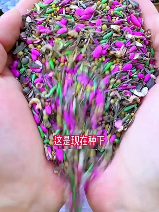 只要把它种到家门口,那一定是全村的网红打卡点,种在庭院非常的好看,喜欢的千万别错过#花园 #绿化 #花海 #庭院 #园林
