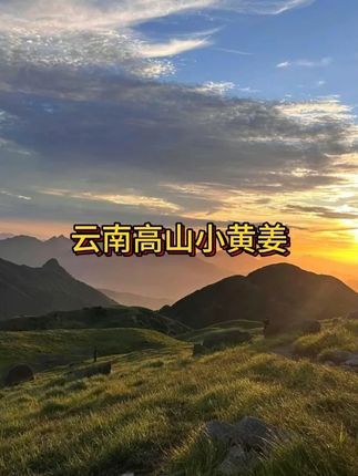 小黄姜,大人小孩都爱吃的好,营养健康,你值得拥有!#好物推荐🔥 #好物分享#大暑消夏开吃啦 #在抖音入手的好东西 #无限回购的宝藏单品
