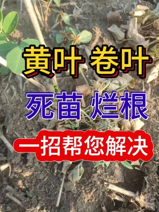 农业种植技术研究员-庄老师
