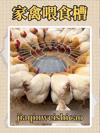 #喂鸡神器 #家禽养殖技术分享 #喂鸡食槽 #鸡鸭鹅养殖