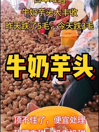 #牛奶芋头软软糯糯 #牛奶芋头新鲜小芋头 #优质农产品 #源头好生鲜 #家乡特产