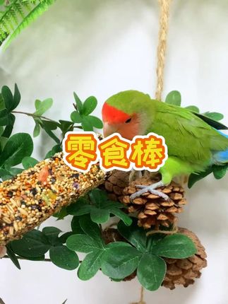 鸟笼中的美食盛宴!果蔬蜂蜜零食棒让鸟儿快乐又健康!#零食棒 #养鸟 @DOU+小助手