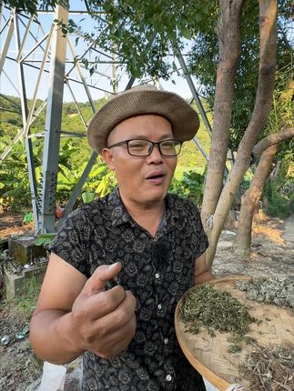 龙笼芼+叶下珠+茵陈+垂盆草、知道可以干嘛用的吗? #植物科普 #潮汕人 #潮汕话 #你见过这种植物吗 #三农