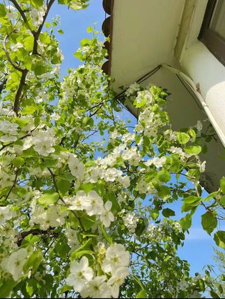 只要方法对,在家用一块板子也能雕刻好身材,一起行动起来!#居家锻炼 #俯卧撑 #好身材练起来