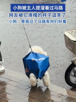小狗被主人提溜着过马路 女生被它滑稽的样子逗笑了 小狗:等我过了马路有你们好看
