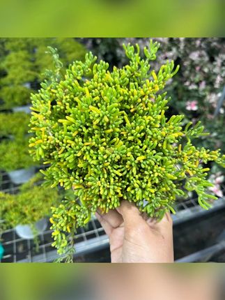 枝干蕃杏 (春季开花)爆花机器生机勃勃的多肉植物家居装饰#多肉植物 #春季花卉 #家居装饰 #爆花植物 #枝干蕃杏
