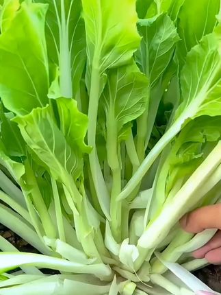 早熟白菜苔#阳台小院均可种植 #蔬菜种子 #我爱种菜