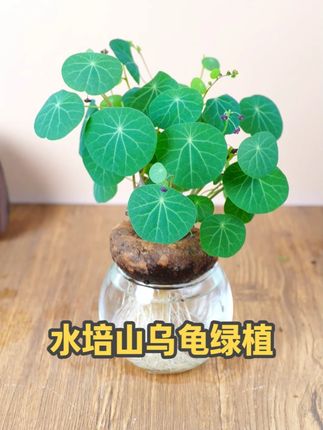 #山乌龟 水培就能养的很好。长出来的叶子圆圆的像铜钱,古有千金不换之称。#花卉绿植 #水培植物