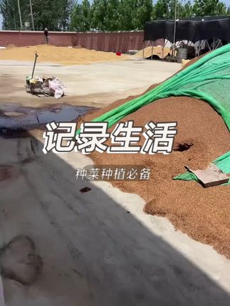 阳台种菜必看!腐熟稻谷壳营养土实测,蔬菜长得又快又壮!.园艺黑科技!稻壳发酵有机土,花卉爆盆秘诀,效果惊艳!种花种菜不用愁!稻谷壳营养土改良土壤,植物长得太旺了!#阳台种菜必看