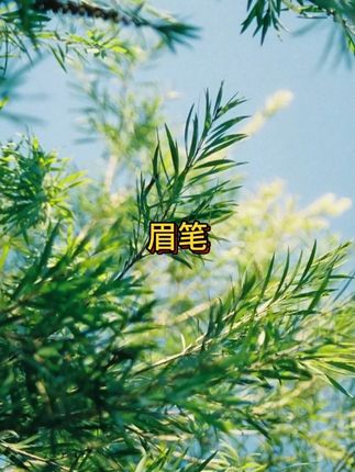 极细眉笔真的很好用#极细眉笔 #极细眉笔防水防汗不脱妆 #眉笔 #眉笔推荐  #野生眉笔 #男士神仙单品 #无限回购的宝藏单品 #在抖音入手的好东西